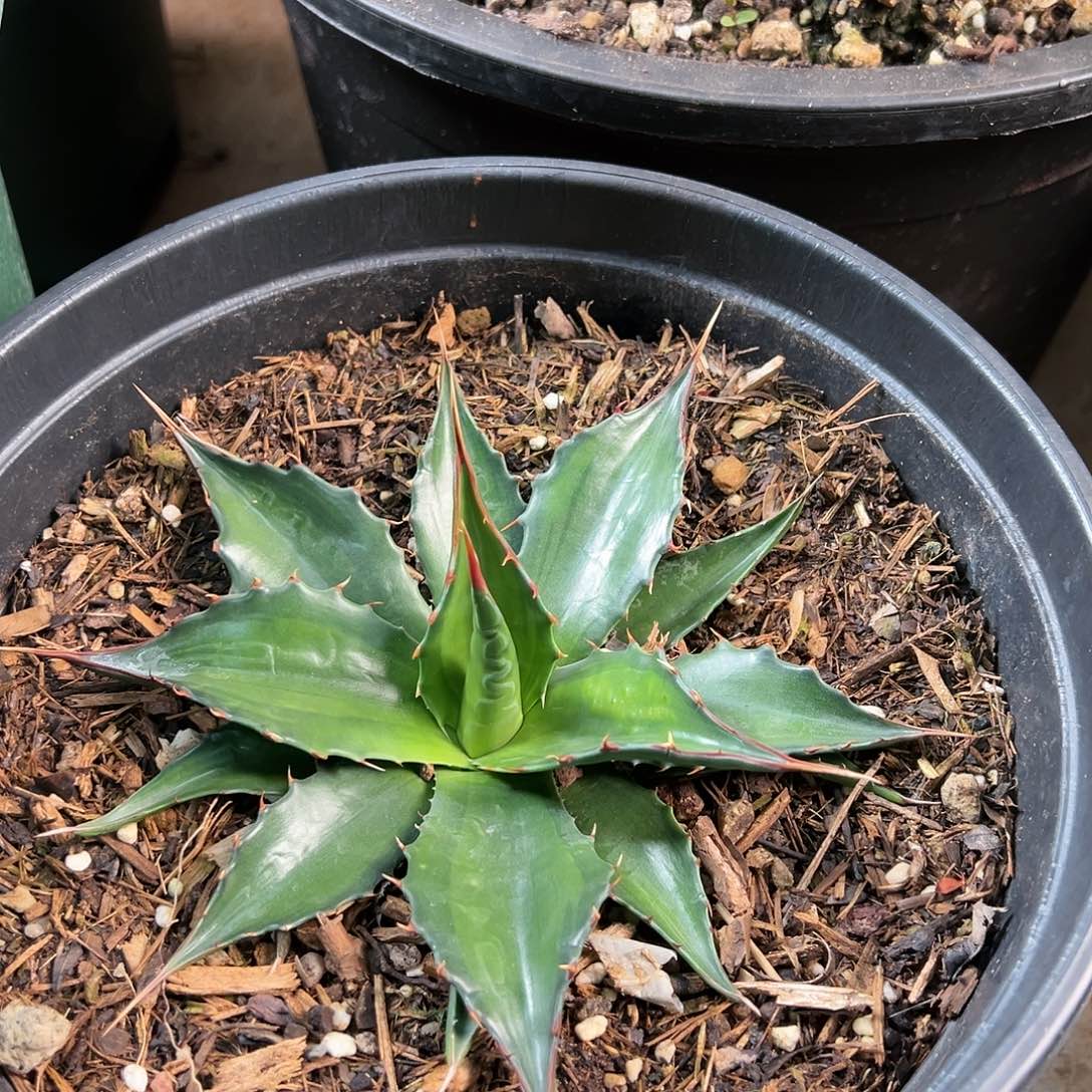 无花朵多肉植物蒙塔娜浅中