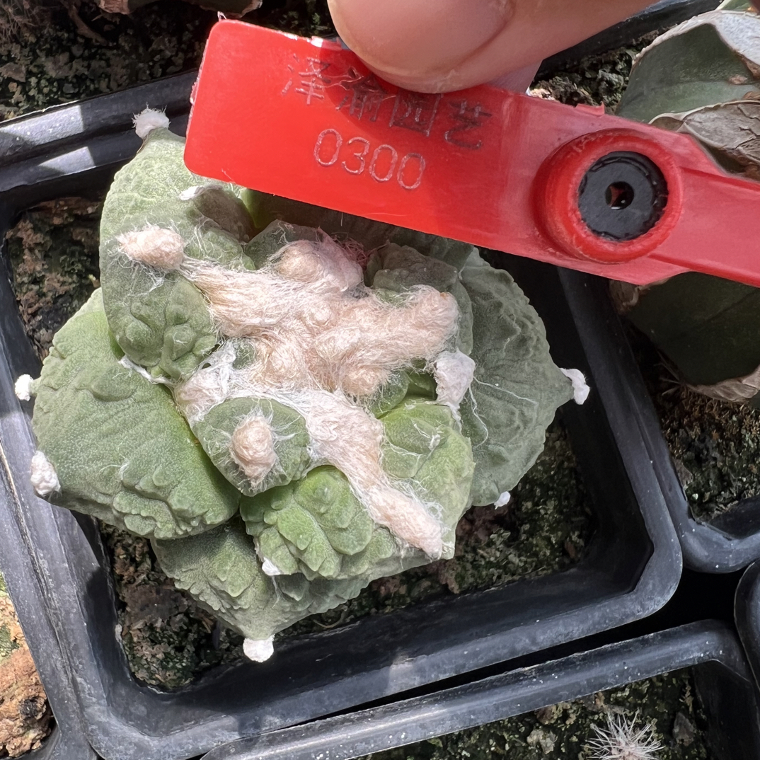0300号草球苗接怒涛牡丹，辛顿牡丹，黑牡丹，各种牡丹锦，一物一拍