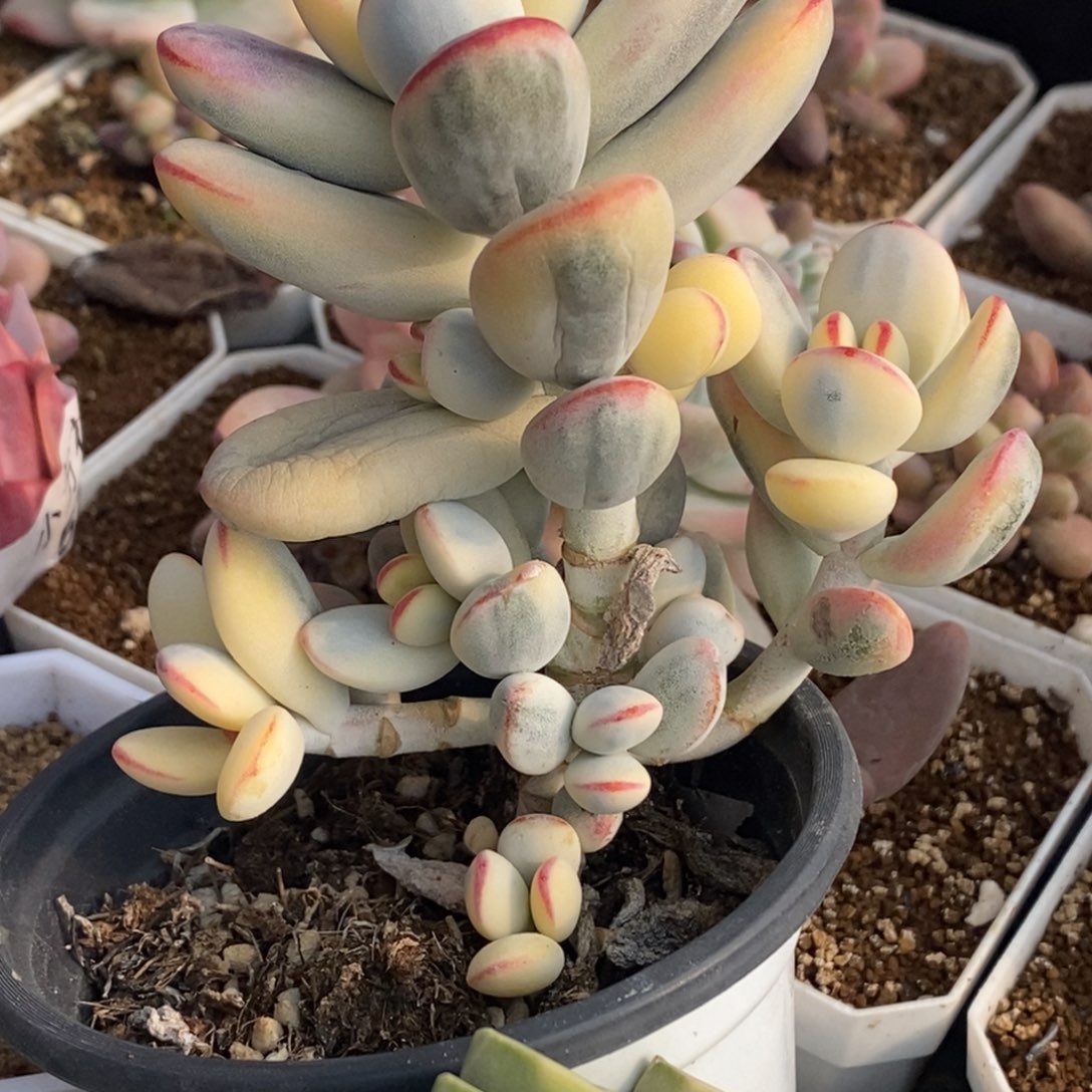 580福娘锦无砍群生