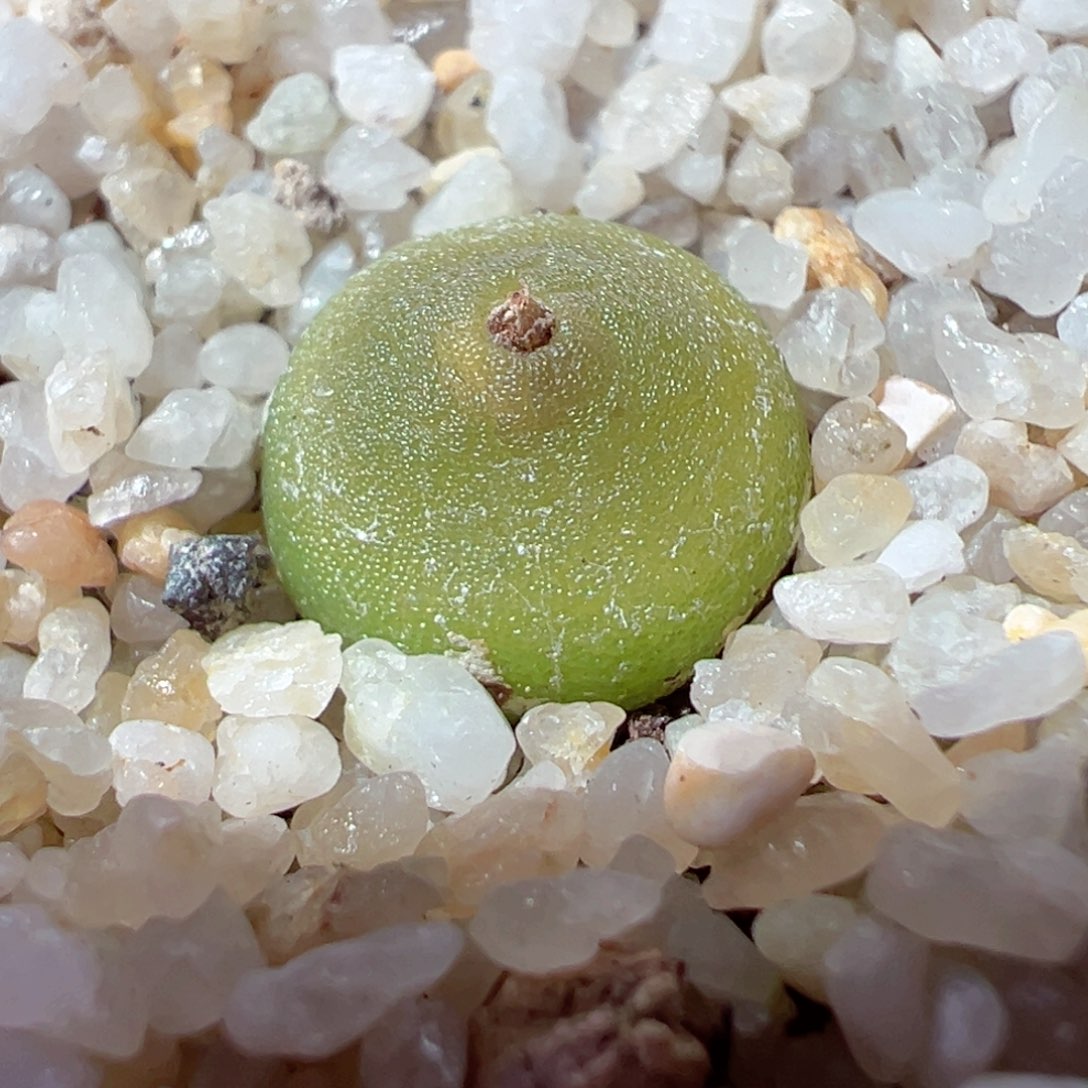 114-348.哈默灯泡.