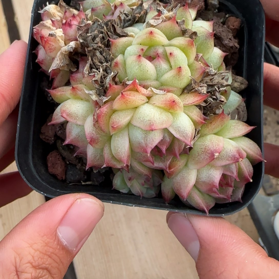 一物一拍麦秆珍妮07233