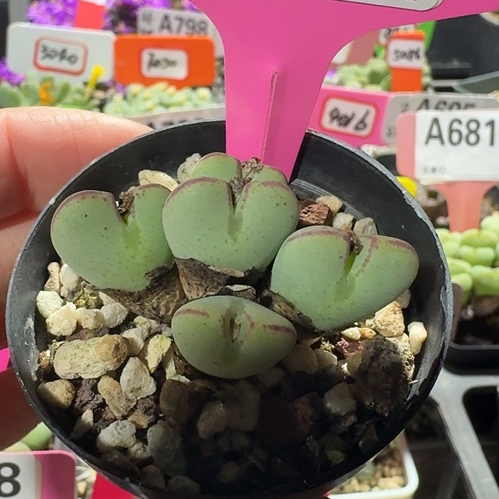 密密麻麻密密麻麻739
