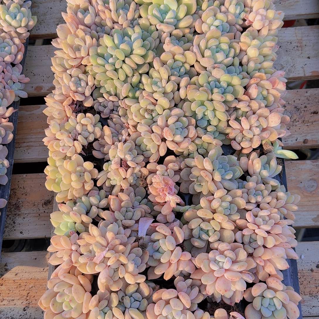 直播一物一拍多肉41