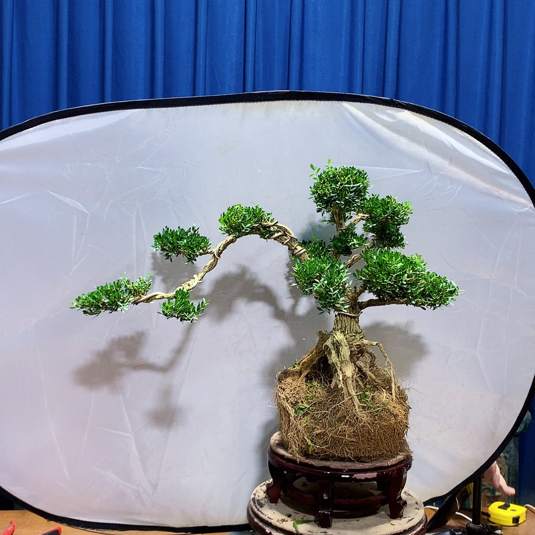 无花朵黄杨盆景一物一拍