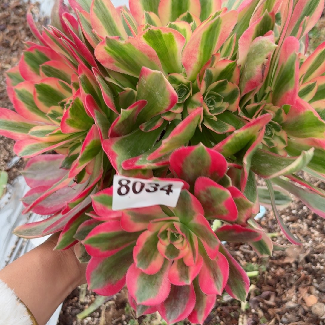 我8034 号多肉法师特价