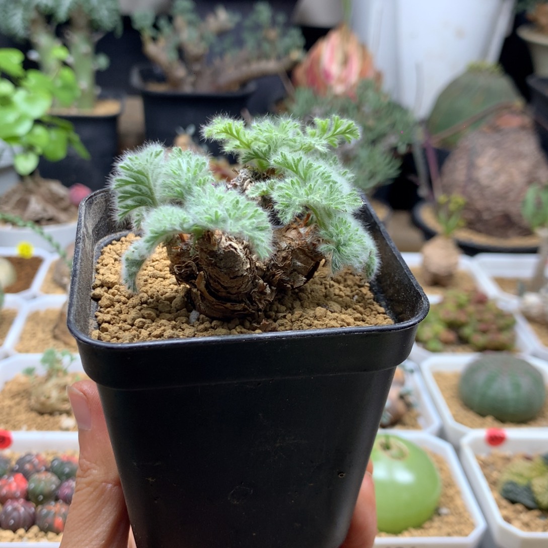 羽叶杨葵母本带盆福利