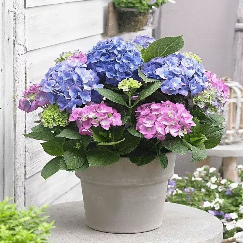 耐寒耐热老桩绣球花无尽夏重瓣多年生地栽盆栽阳台庭院均可种植