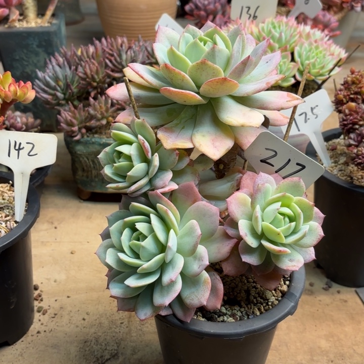 多肉植物，恋曲217号