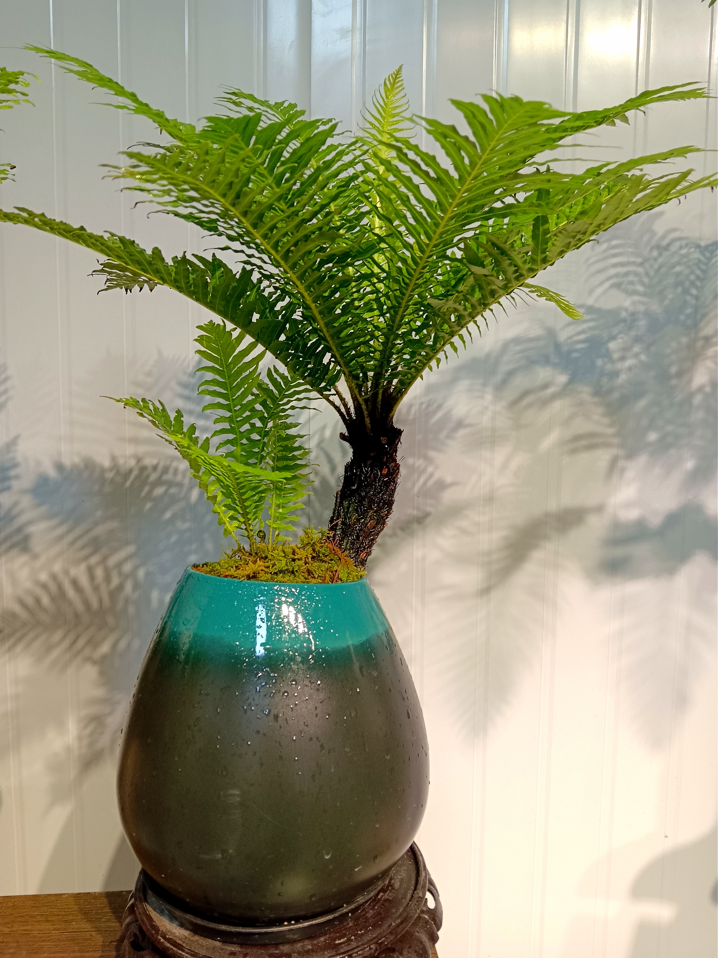 老桩富贵蕨盆栽室内好养易活绿植四季常青净化空气