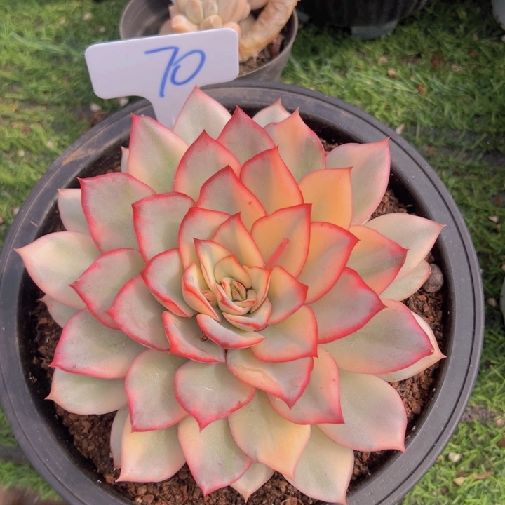 健健康康平平安安