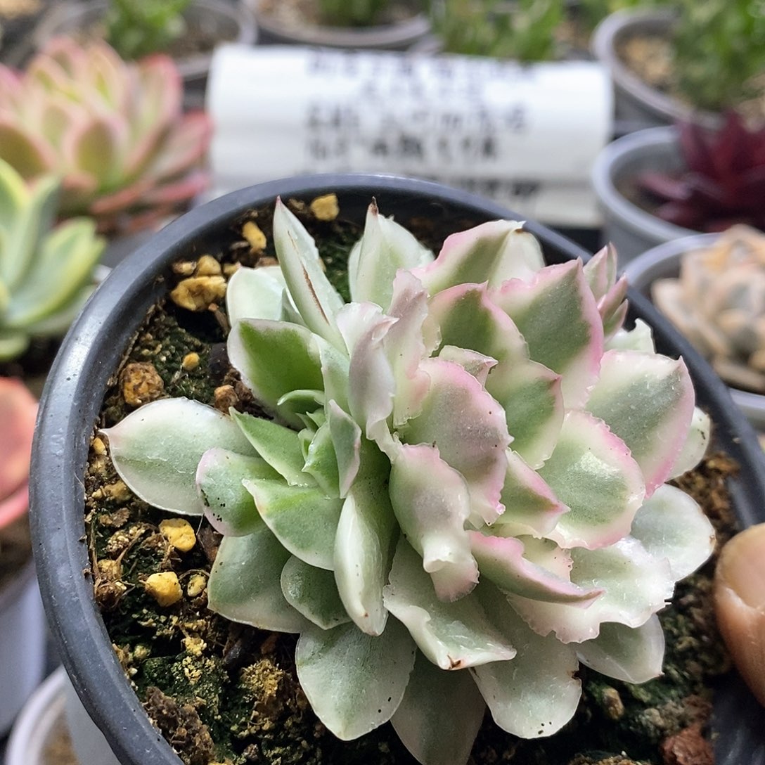 无**果1658紫蝴蝶锦带崽多肉