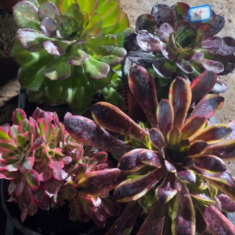 064多肉植物组合