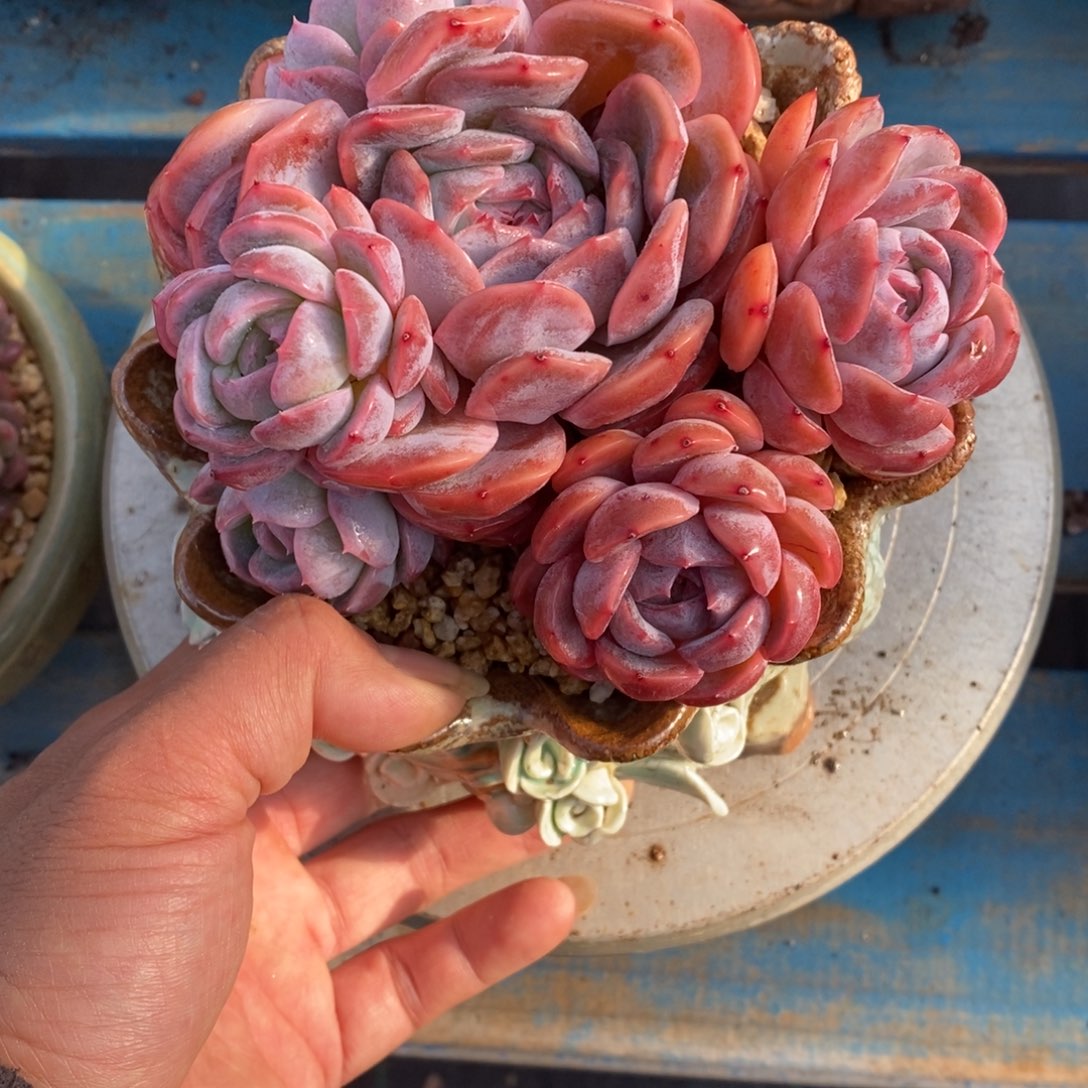 多肉植物一物一拍