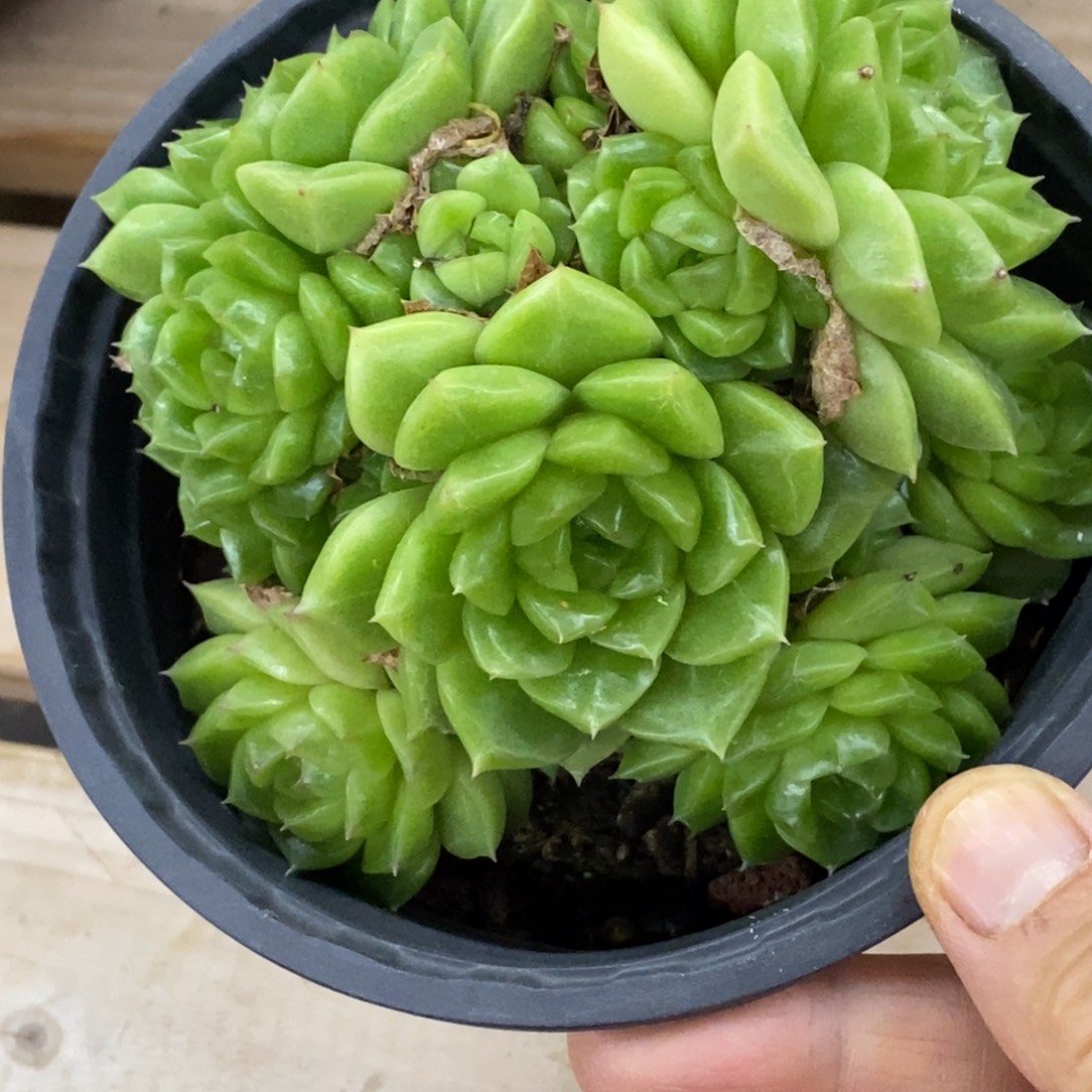 精品多肉一物一拍不包整323