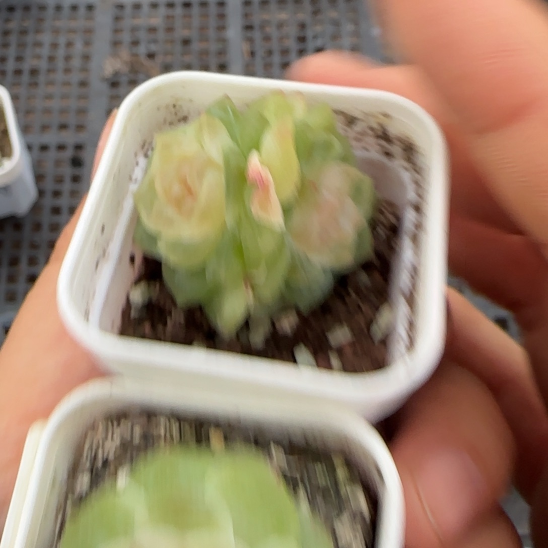 财富16 盆桌上一个满25包邮