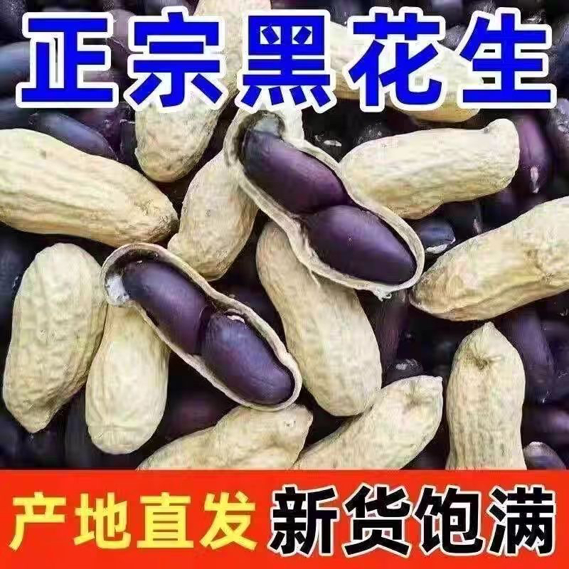 【9·9到手一斤】生黑花生带壳大颗粒花生坚果当季饱满新货Z