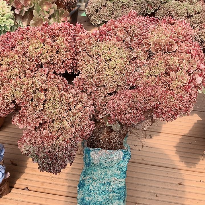 玫瑰朵朵脱土发货啊