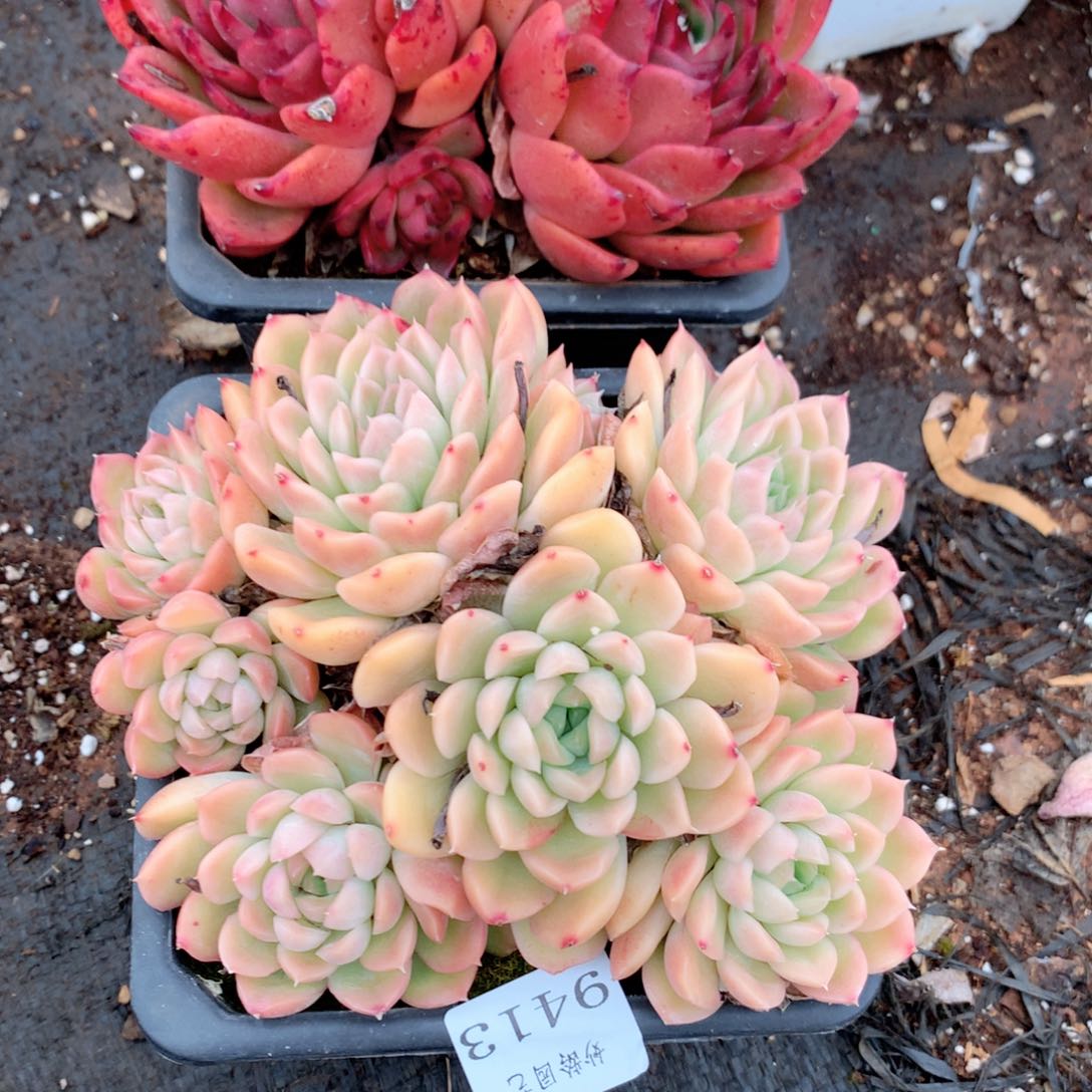 9413新年快乐发发发