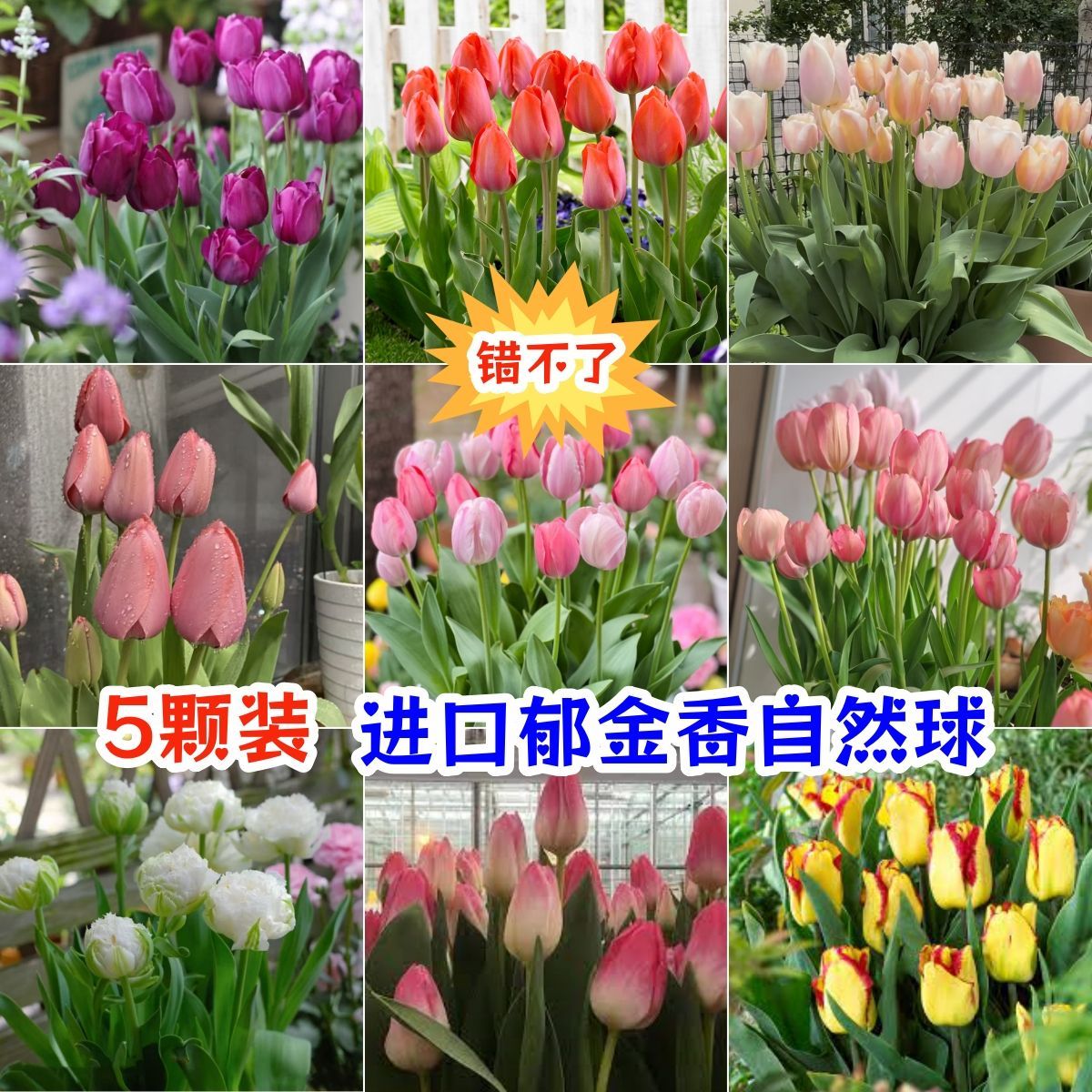 进口对版彩色郁金香5度自然球裸球多花色网红款庭院阳台需要春化