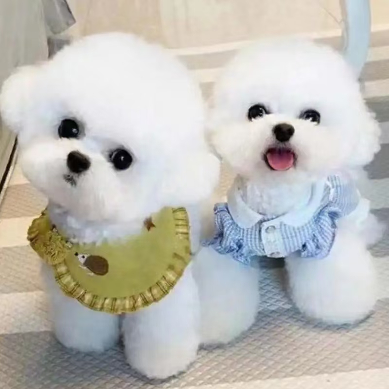 比熊泰迪雪纳瑞西高地幼崽一物一拍