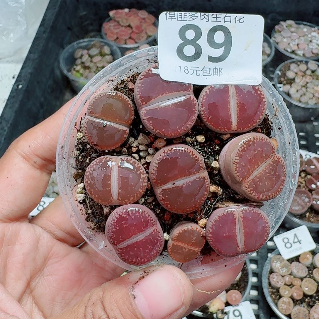 89多肉植物多肉植物