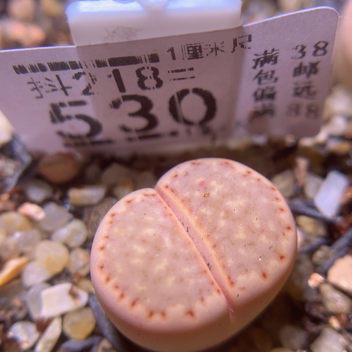 精品生石花218.530