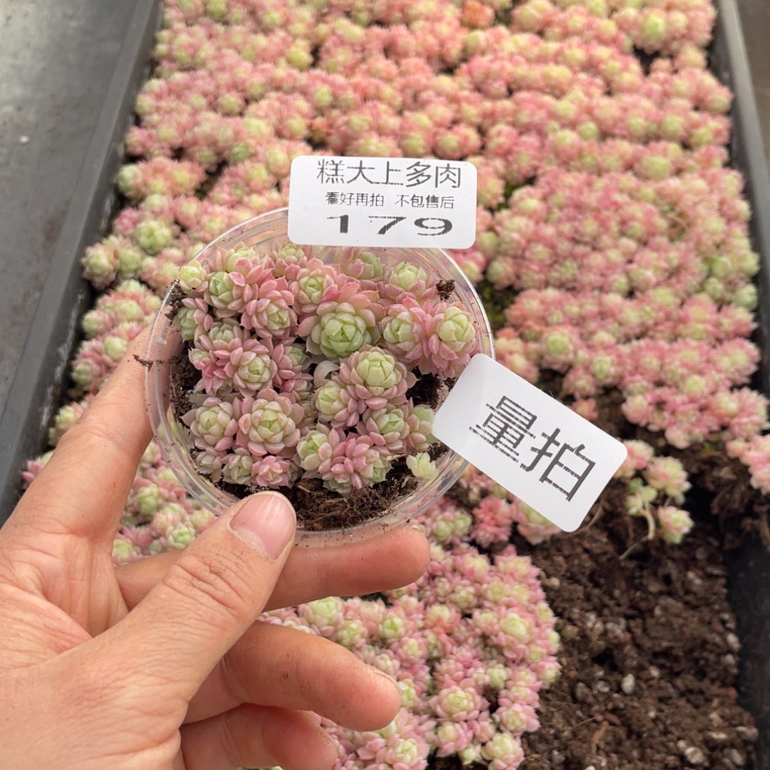 糕大上多肉植物179