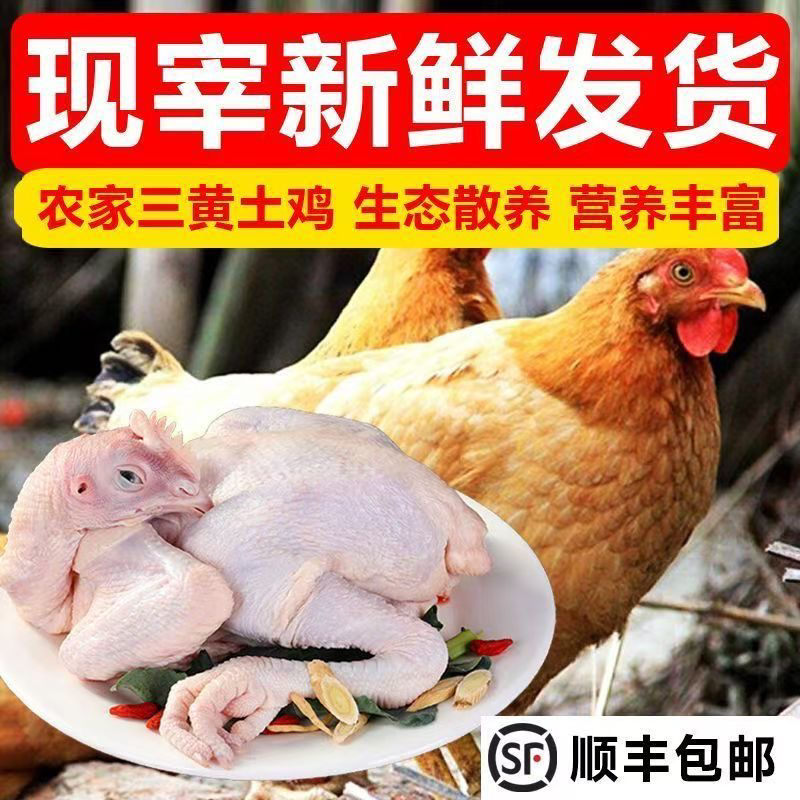 深山散养三年黄油老母鸡带内脏新鲜现杀冷链发货坏单包赔