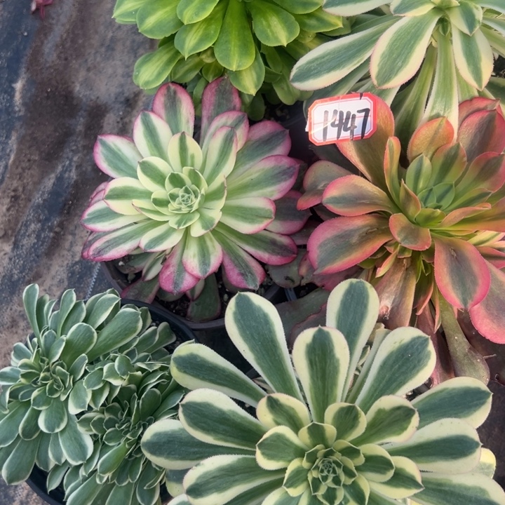多肉植物1447不售后
