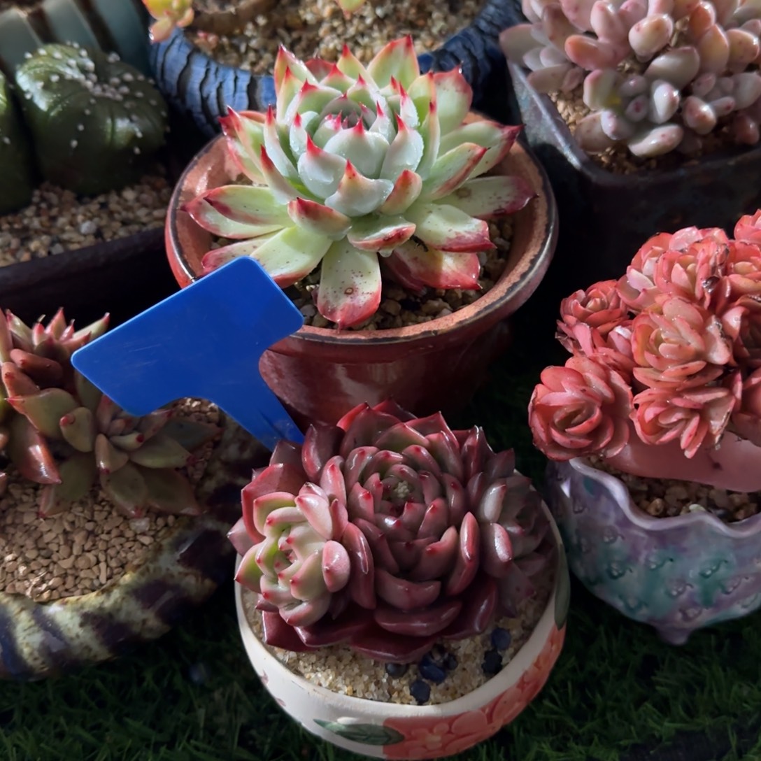 差****多肉植物提取成分等多种