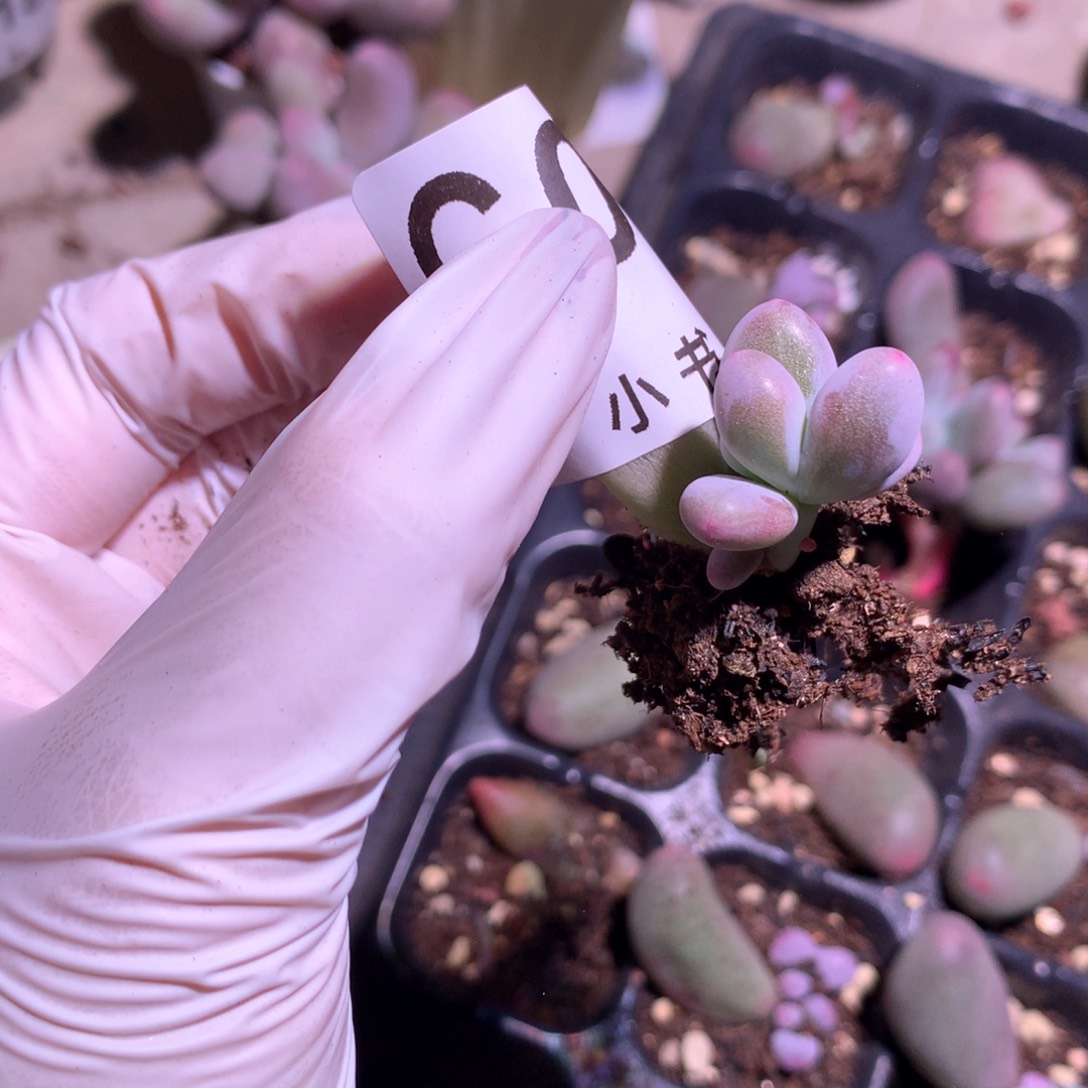 米可奶酪多肉叶插苗