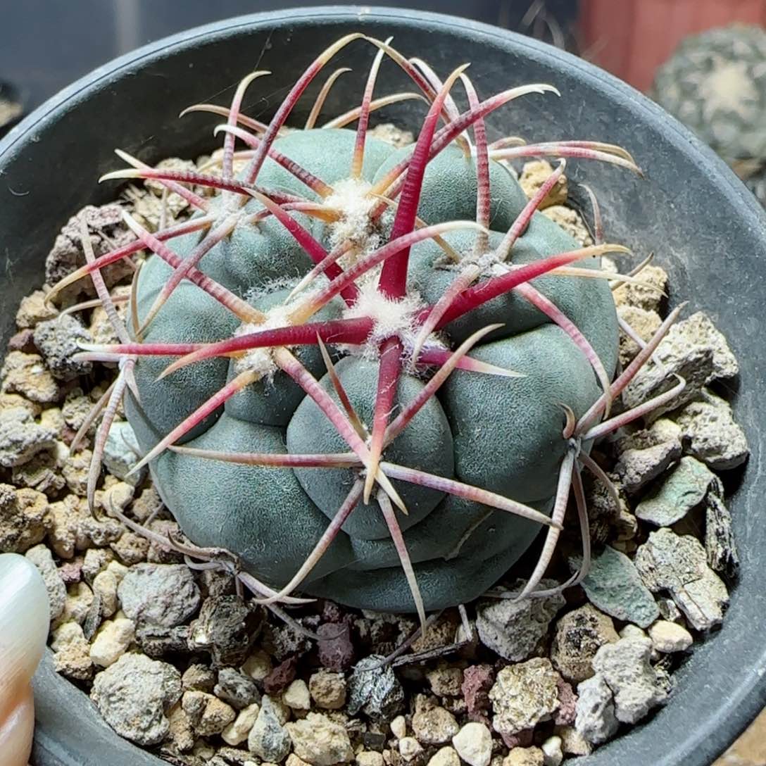 实生太刺绯冠龙多肉