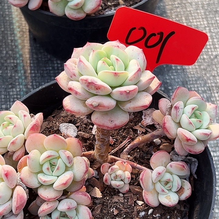 芳***圆       香草老桩  001