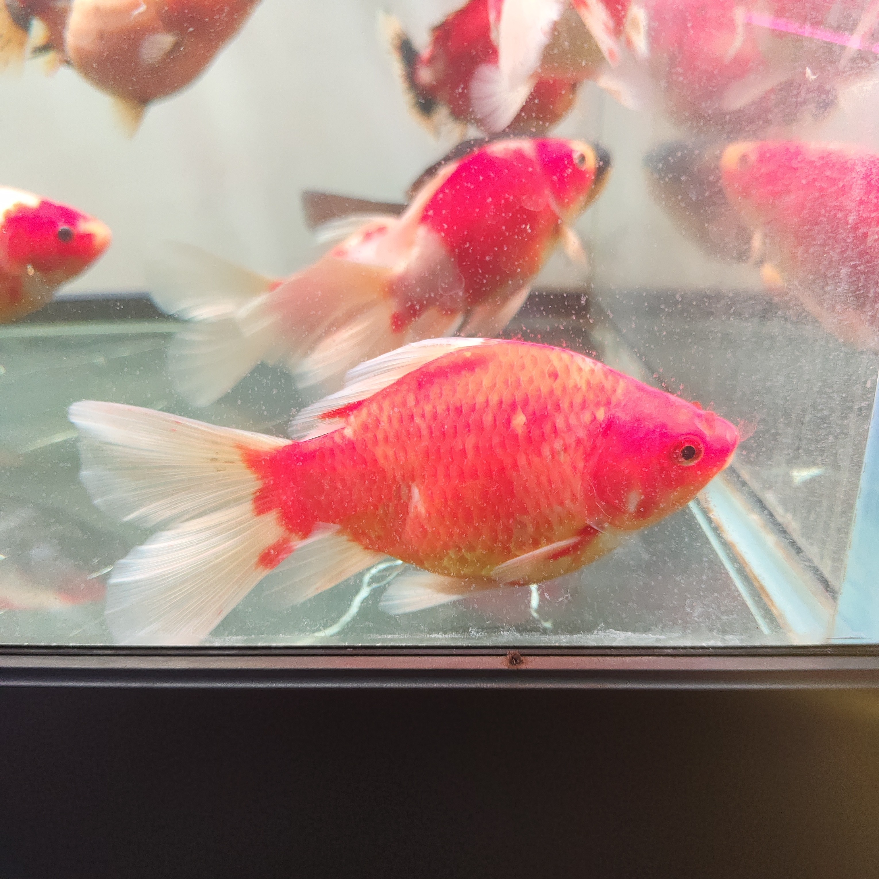布里斯托观赏鱼录开箱完整视频