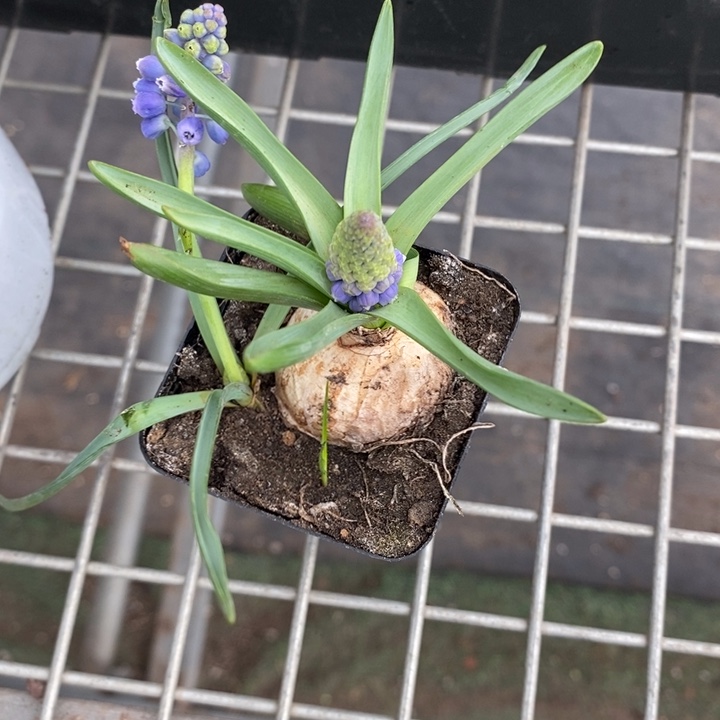 伯克利和格蕾纳的故事都