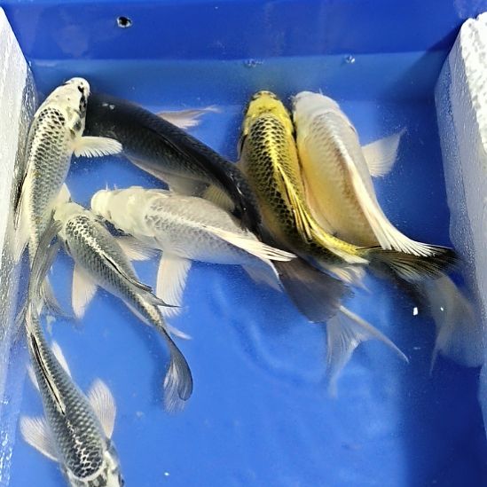 蝴蝶鲤鱼7条精品蝴蝶鲤鱼