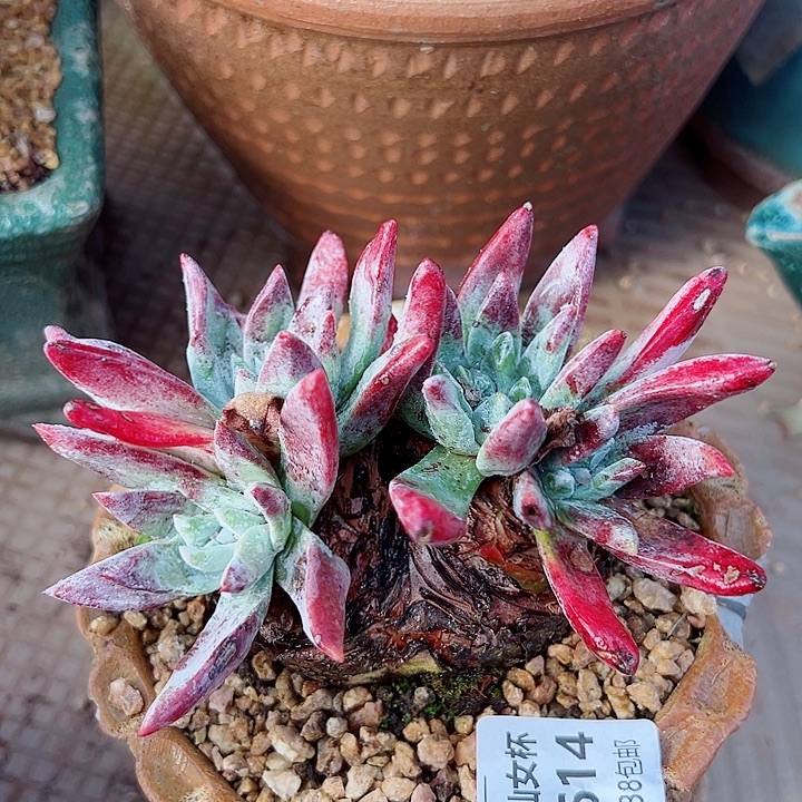 8614刘丹苹果叶仙女杯多肉