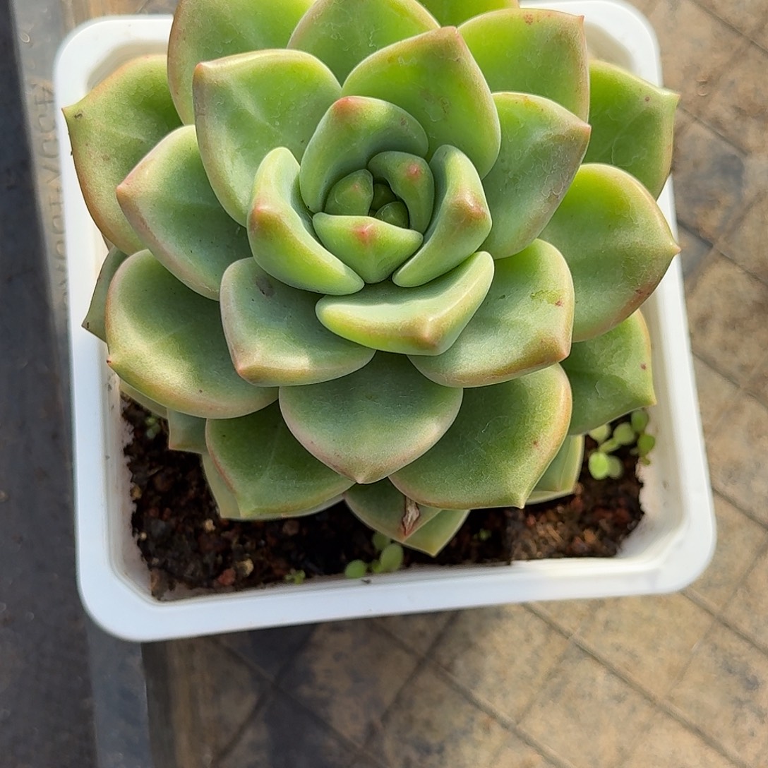 天***炸璎珞单头多肉植物