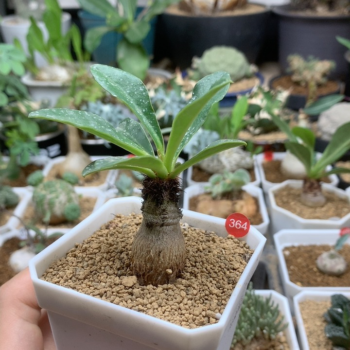 象鼻大戟母本带盆364