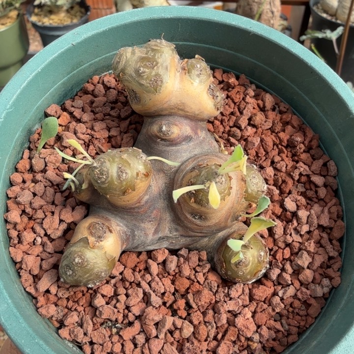 格加厚墩菊(满28包邮)