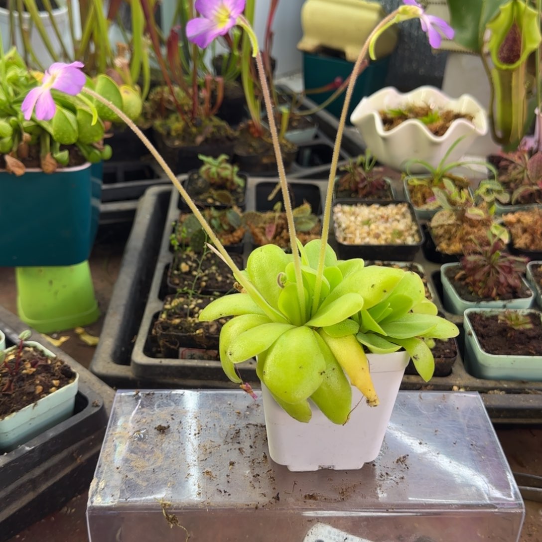 完全开放大苹果捕虫堇