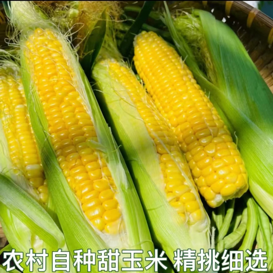 农村自种甜玉米水果玉米黄玉米棒子新鲜玉米嫩玉米现摘 