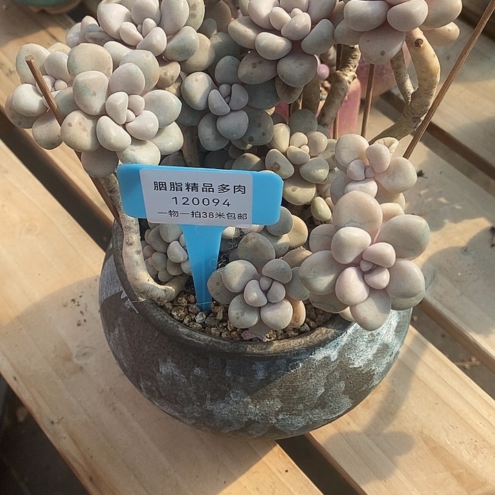 木有哦哦哦我去我哦哟哟