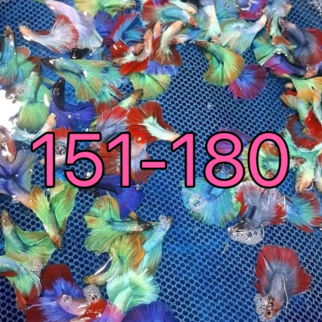 （AA151-AA180）泰国斗鱼热带观赏婚纱仙女半月宠物耐活好养观赏鱼