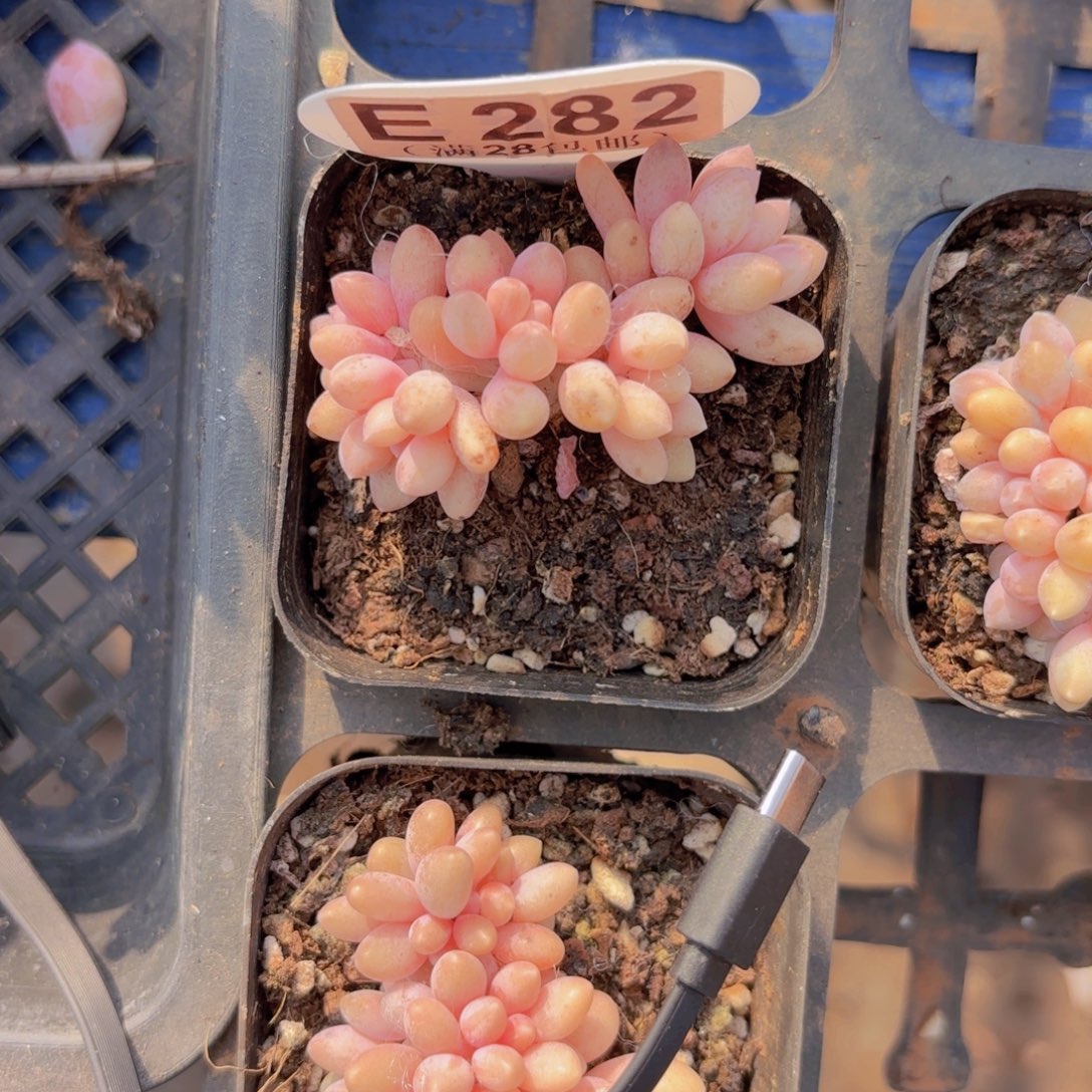 E282星黛露一物一拍