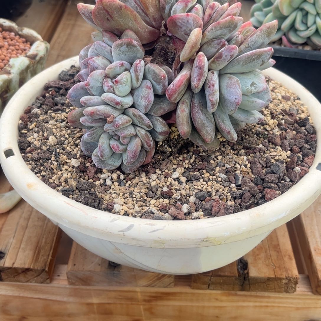 冰***儿冰儿姐德石化群一物一拍