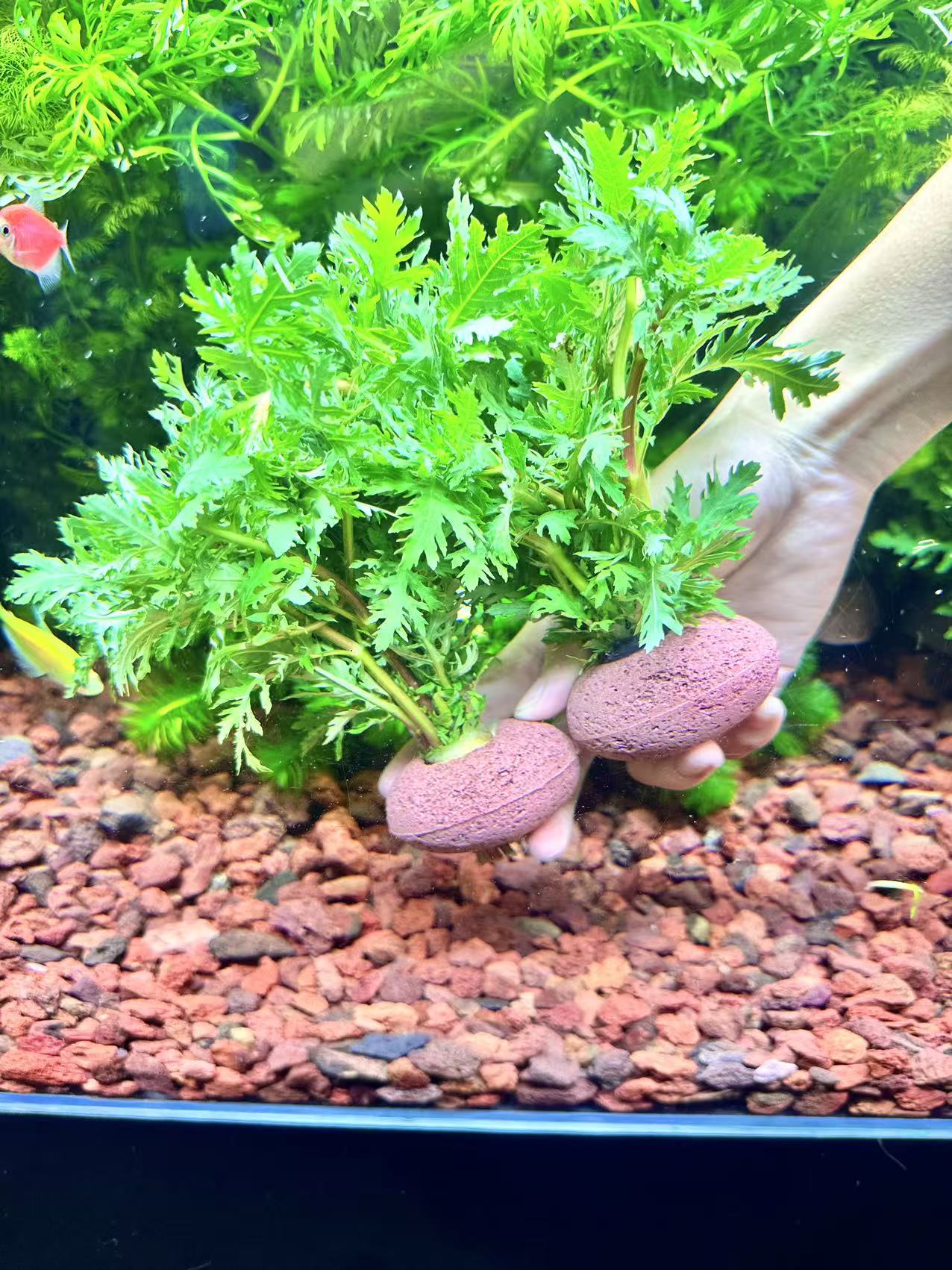 【水罗兰2.0版本】造景装饰新手级真水草好养耐活增氧淡水植物