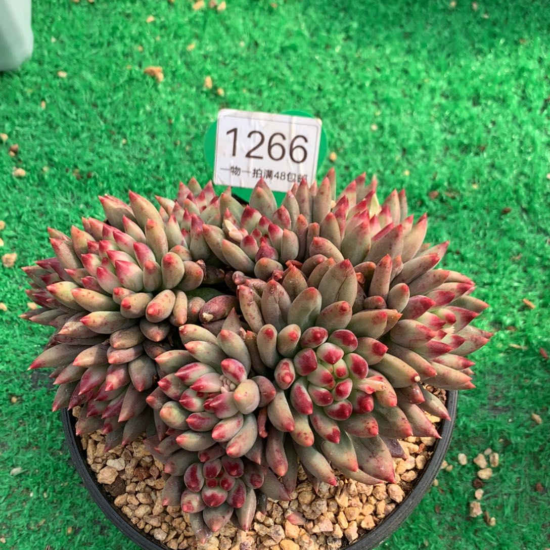 ****了二代虞美人无砍平头1266