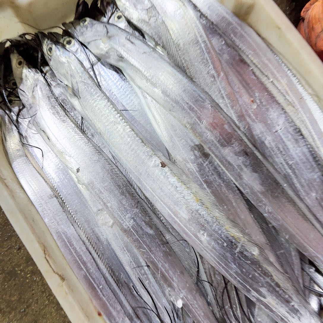 中国大陆渤海湾黑眼刀鱼刚刚回船