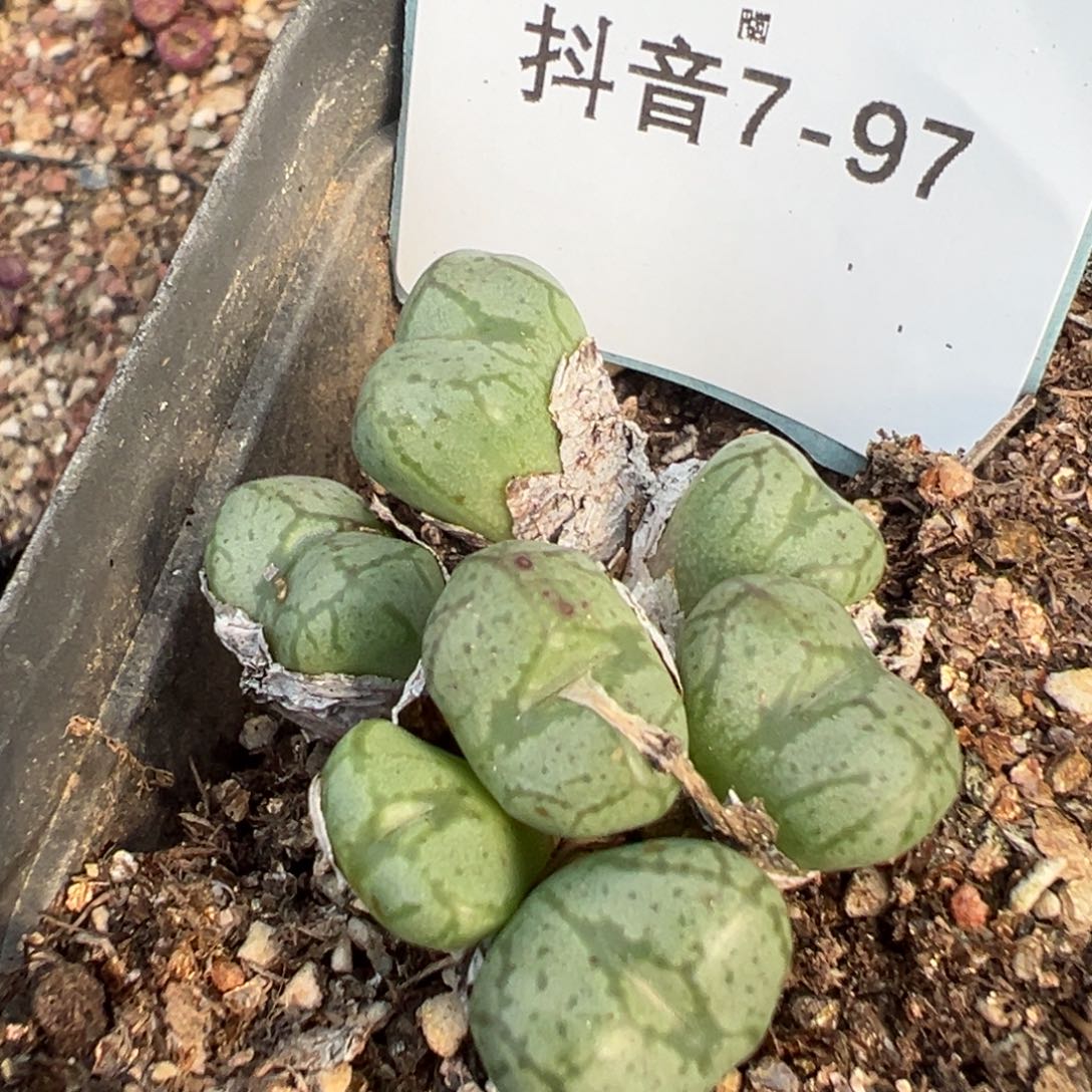 7-97肉锥多肉植物，